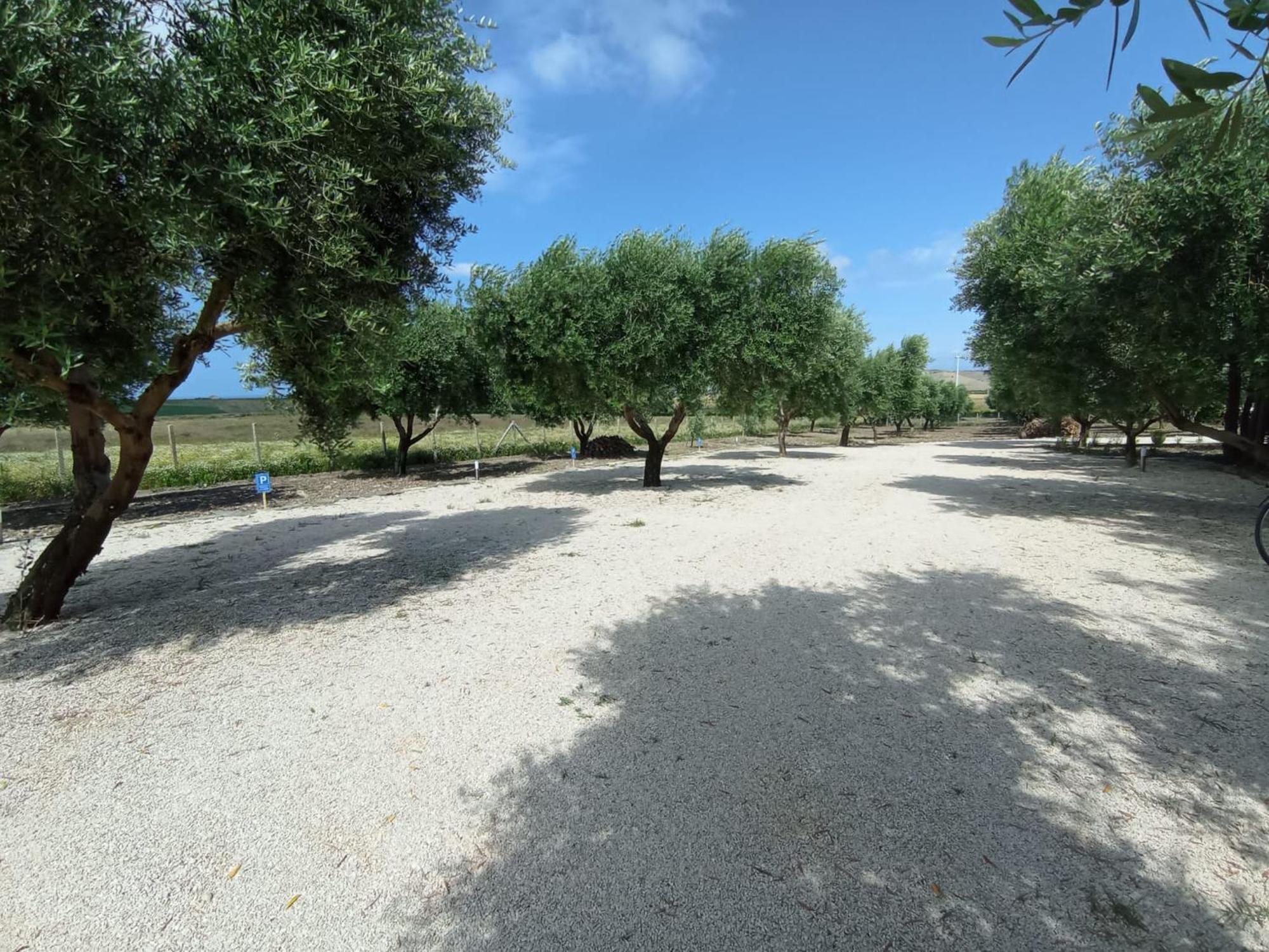 Tenuta Viale Degli Ulivi San Martino in Pensilis Екстериор снимка